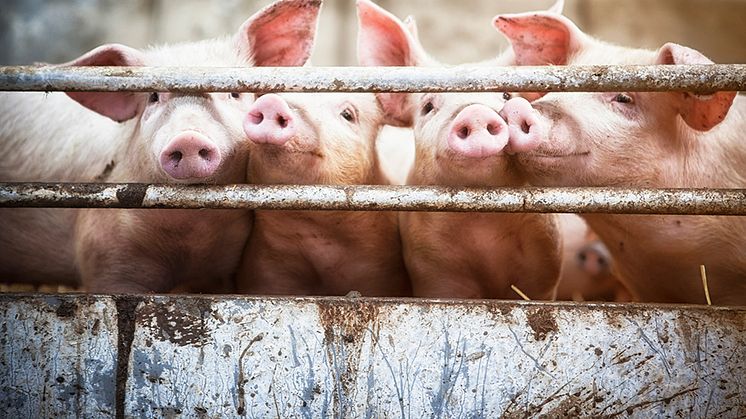 Antibiotic resistance is one of the biggest threats to global public health - still overuse of antibiotics in global food production is widespread, contributing to a growing antibiotic resistance. (Photo: Istock.com/T-lorien)