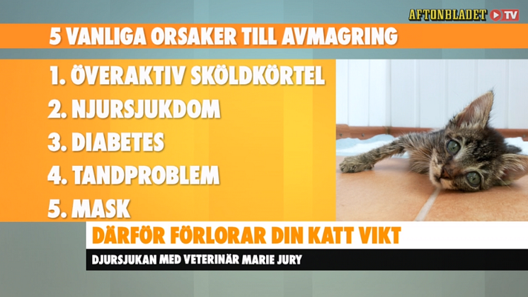 Fem orsaker till att din katt kan rasa i vikt. 