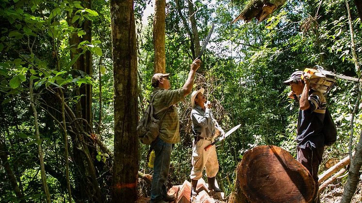 Verdens Skove arbejder for at forbedre certificeringspolitikkerne for skovforvaltere som oprindelige folk og landsbyer i Latinamerika. Foto: Mike Kollöffel