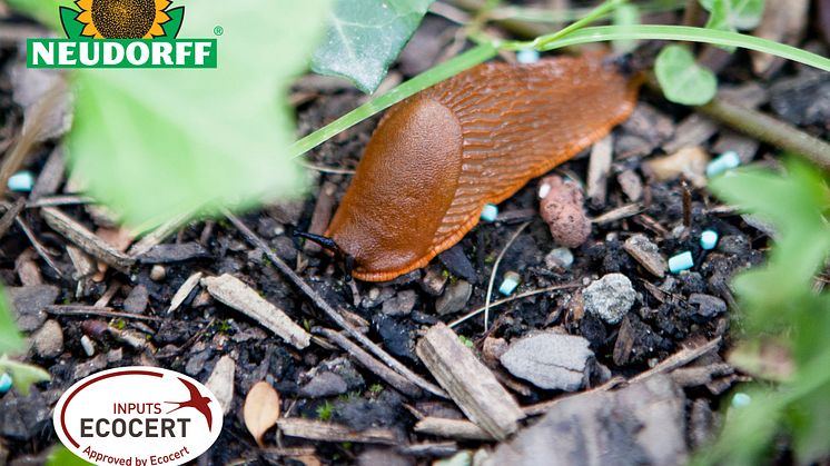 Bekämpa mördarsniglarna med naturens produkter