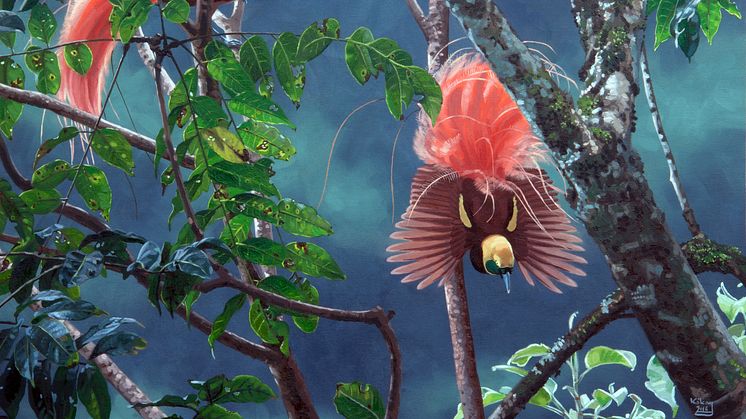 Illustration av raggiparadisfågel (Paradisaea raggiana) som lever på Papua Nya Guinea. Illustration Szabolcs Kokay