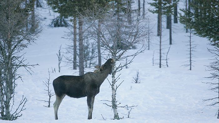 I Skandinavien har vargen ingen eller mycket begränsad inverkan på täthet av älgar, betesskador på tall och på mångfalden av lövträd. Foto: Kjell Erik Moseid