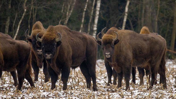 Jägarnas Riksförbunds årstämma uttrycker sin kritik mot planerna på att utplantera visenter i Sverige