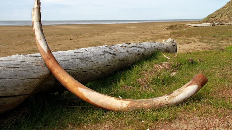 Mammoth tusk in northeastern Siberia