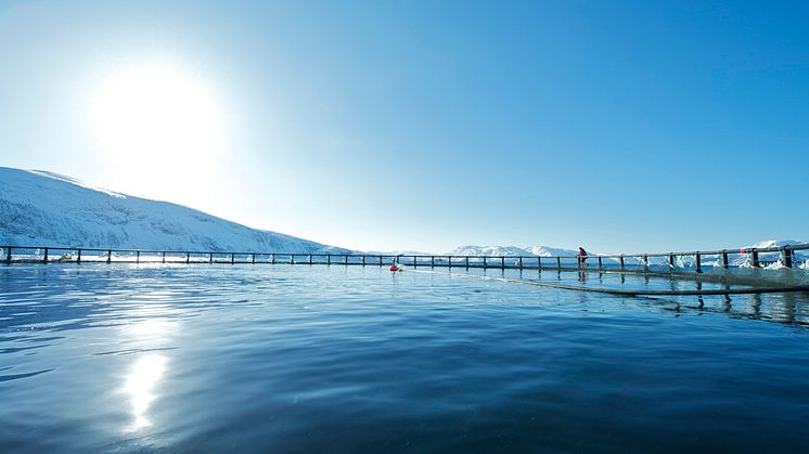 Verdien av norsk lakseeksport fortsetter å stige