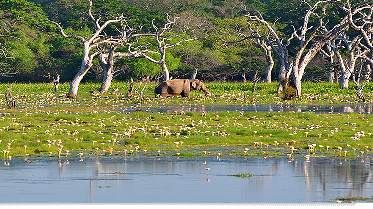 Naturupplevelser och djurliv lockar besökaren till Sri Lanka