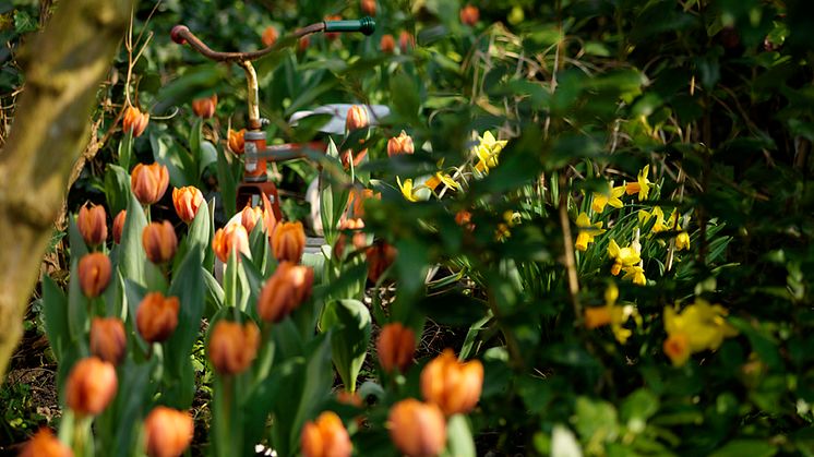 Vinn 1 av 100 blomsterlökspaket till din skola