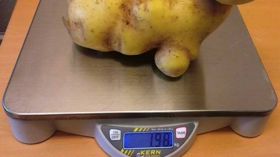 Sveriges största potatis, 1980 gram