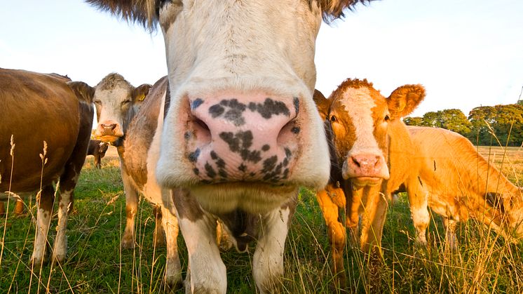 Så kan veterinära resurser säkras för att klara totalförsvarsviktig verksamhet vid höjd beredskap