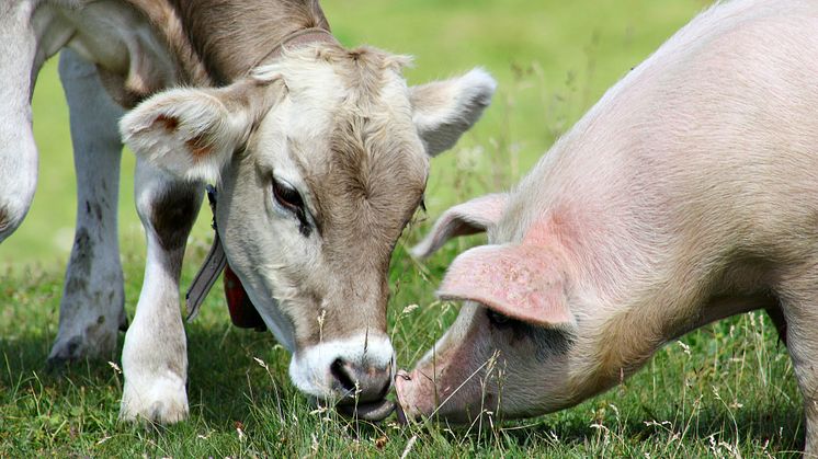New research finds microplastics in the blood of cows and pigs (Credit-sal73it - iStock-858254266)