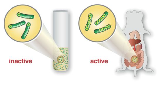 Inaktiva Yersinia-bakterier med bara en ringformad DNA-sträng kan inte framkalla infektioner. Yersinia-bakterier med multipla DNA-plasmider är aktiva och orsakar tarmsjukdomar i mus.