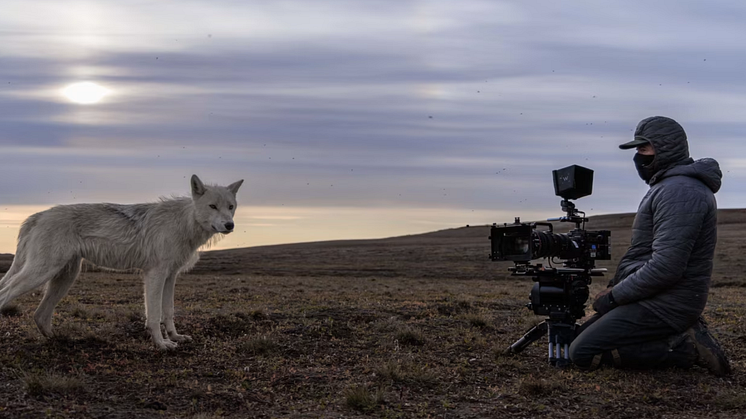 Camera operator John Shier encounters an Arctic wolf in Planet Earth III. BBC Studios/© Ronan Donovan