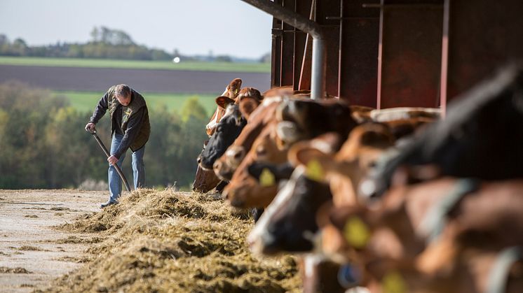 Arla Foods und DSM starten groß angelegtes Pilotprojekt zur Senkung der Treibhausgasemissionen von Milchkühen