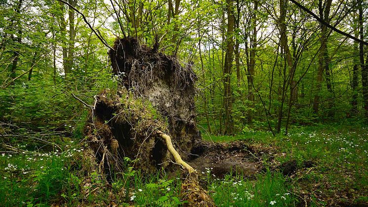 Urørt skov, som her Draved Skov, er den mest effektive måde at fremme biodiversiteten. Foto: Rune Engelbreth