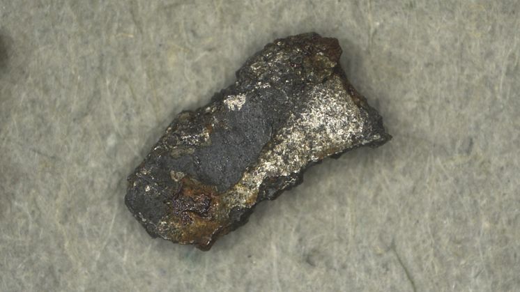 Den bolid som observerades 7 november 2020 orsakade meteoritfall. Några små fragment av mörkt färgad meteoritskorpa har hittats. Fragmenten är ca 3 millimeter stora. Foto: Naturhistoriska riksmuseet.