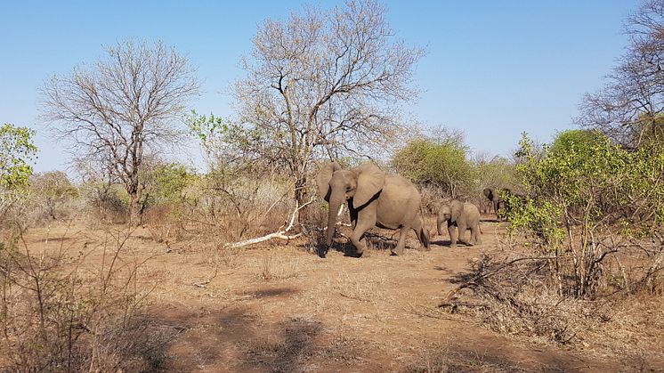 Majete park - elephants