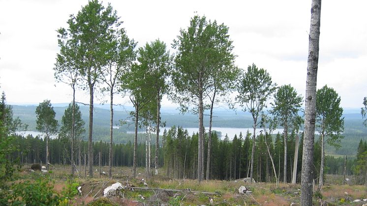 ”Naturhänsyn i skogsbruket har god effekt” 