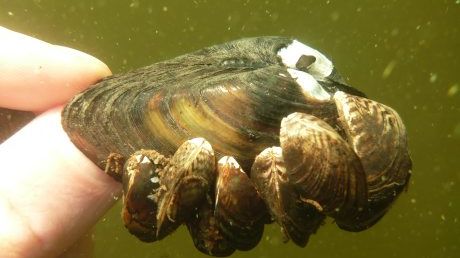 Vandrarmussla hittad i sjöarna Roxen och Glan - hotar slå ut inhemska arter