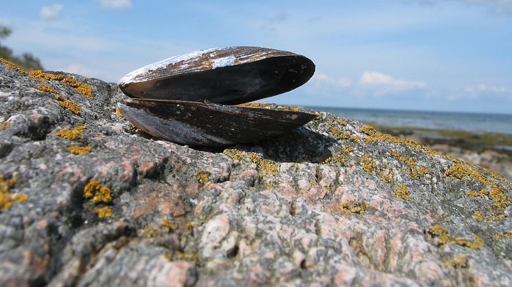 Spara sommarminnen och solljus