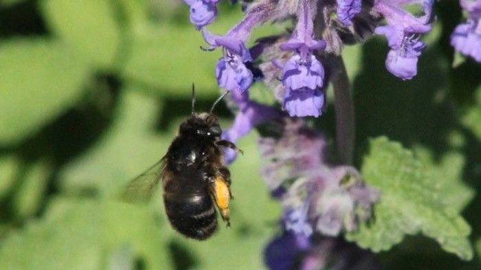 Svartpälsbi (Anthophora retusa) är en rödlistad art som hittades på två lokaler i Sollentuna. Foto: Petter Andersson (Calluna AB).