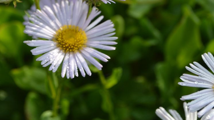 Strandbinka, Erigeron glaucus ’Fru Frida Lindström’ Svensk kulturarv