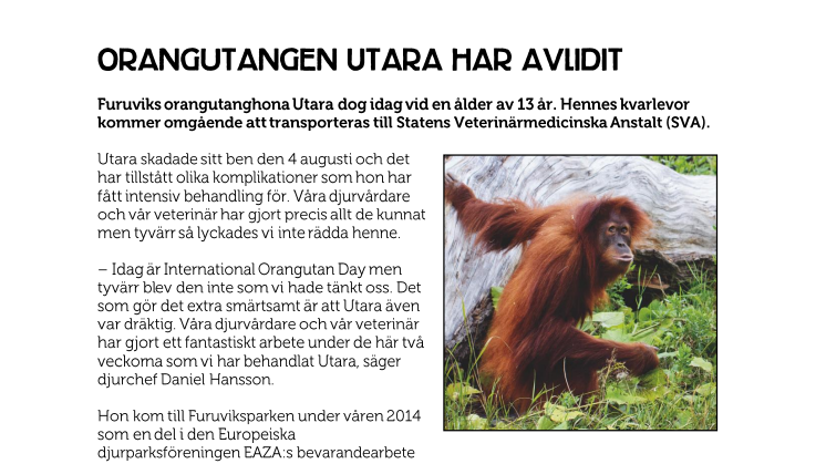 Orangutangen Utara har avlidit