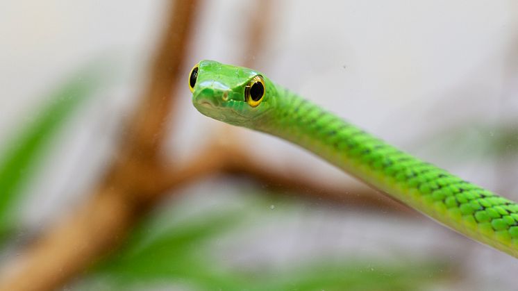 Afrikansk busksnok. Pressbild 2 Akvariet