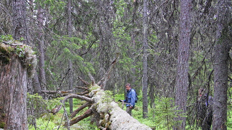 Området består av en skogssluttning, uppväxt ur askan efter den skogsbrand som härjade här för 150 år sedan. Foto: Länsstyrelsen i Dalarnas län