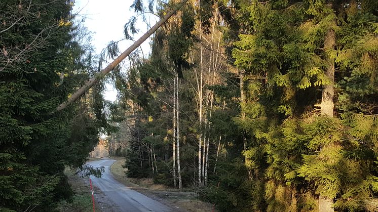 Fortsatt starka vindbyar