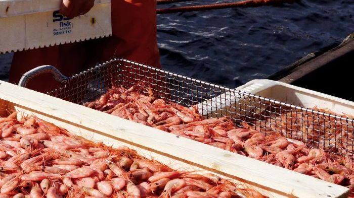 HaV satsar drygt fem miljoner för att minska oönskade bifångster i fisket