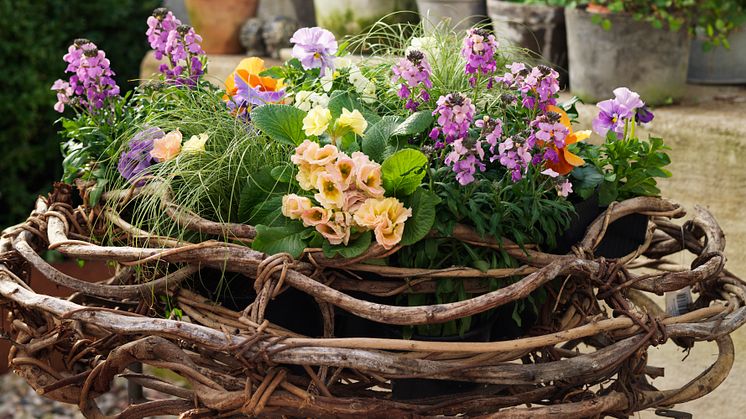 Gyllenlack, penséer, gräs och primula i en vårig mix. Foto: Peter Carlsson