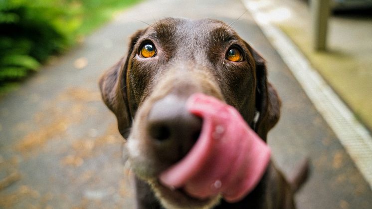 Kun det bedste hundefoder til din hund 