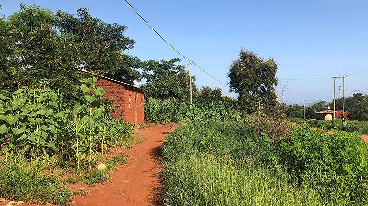 De mörkgröna träden är planterade för att ge skugga åt människor och grödor och skydda huset från stark vind. Tanzania, februari 2022. Foto: Therese Engvall