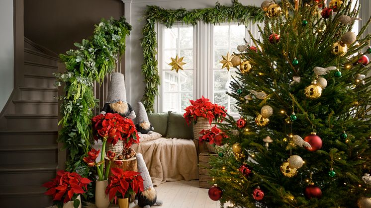 JULETREVETT: Følg juletrevettreglene til Plantasjen når du går til anskaffelse av årets juletre – da er sannsynligheten større for at treet holder seg fint gjennom hele julen. Foto: Plantasjen