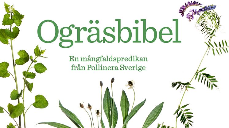 Ogräsbibel på Rosendals trädgård