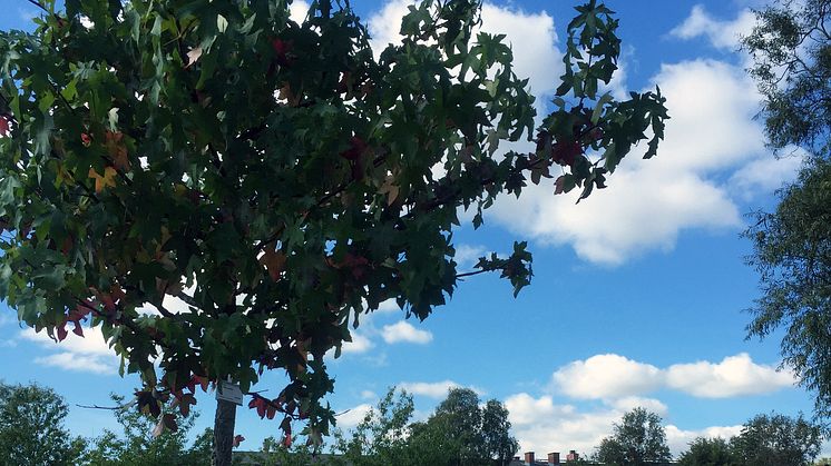 All världens träd i Linehedsparken – invigning av promenadslingor	