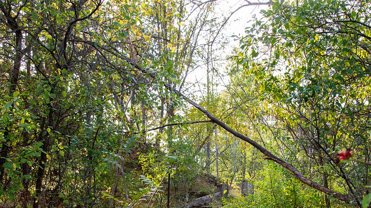 Trappan_i_skogen_foto_Elisabeth_Boogh