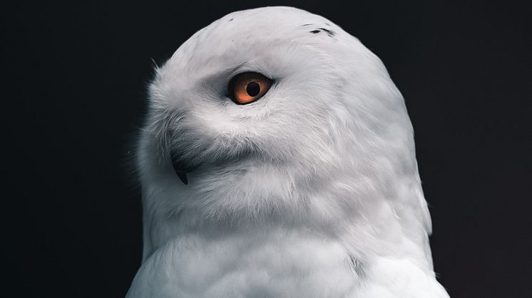 HAXOR_5_owl