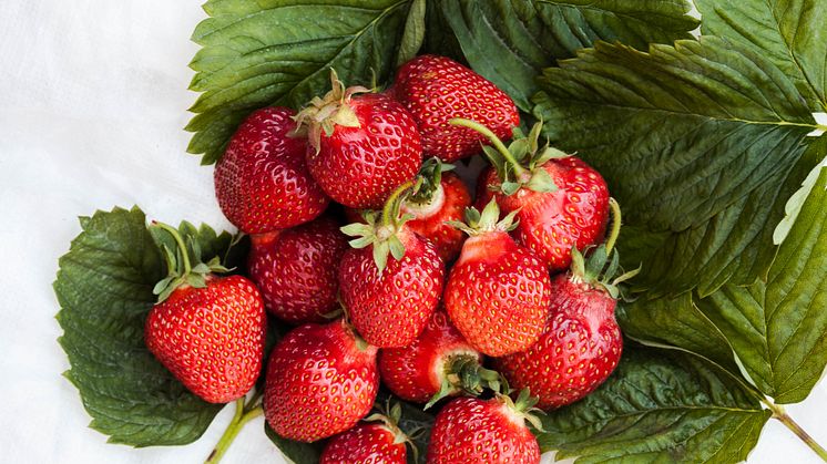 Våra svenskodlade jordgubbar är söta och fulla med smak.