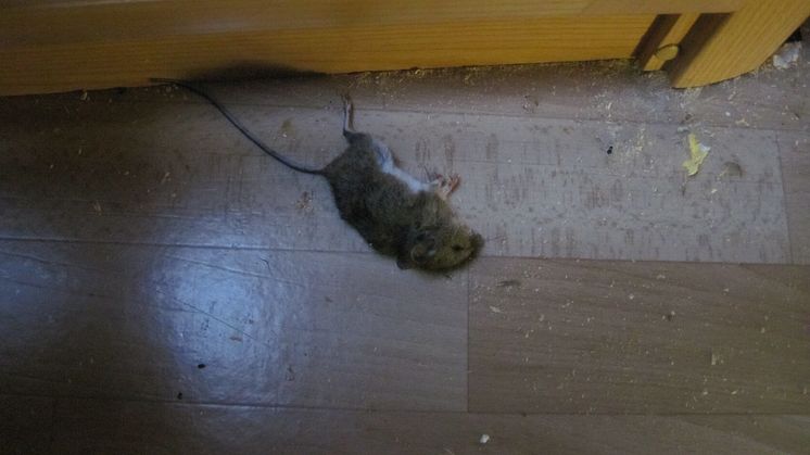 Campingvogn - død mus