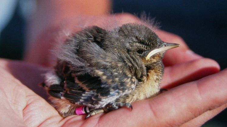 SLU-forskarna har följt stenskvättorna i 25 år. Tack vare den långa tidsserien vet vi till exempel att ungarna väger mindre i dag. Det signalerar att stenskvättan har problem. Foto: Debora Arlt