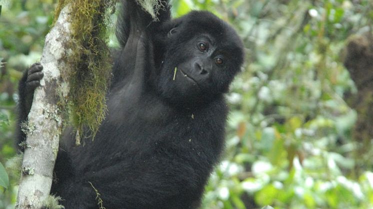 Østlig lavlandsgorilla in Kahuzi-Biega National Park, Demokratiske Republik Congo. Foto: Mongabay, med tilladelse fra  Bristol Zoological Society.