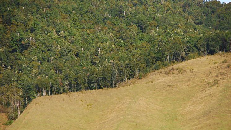 Tilstedeværelsen af kanter medfører, at dyrs leveområder er endnu mindre end skovens samlede areal ellers giver anledning til at tro. Kilde: Wikimedia