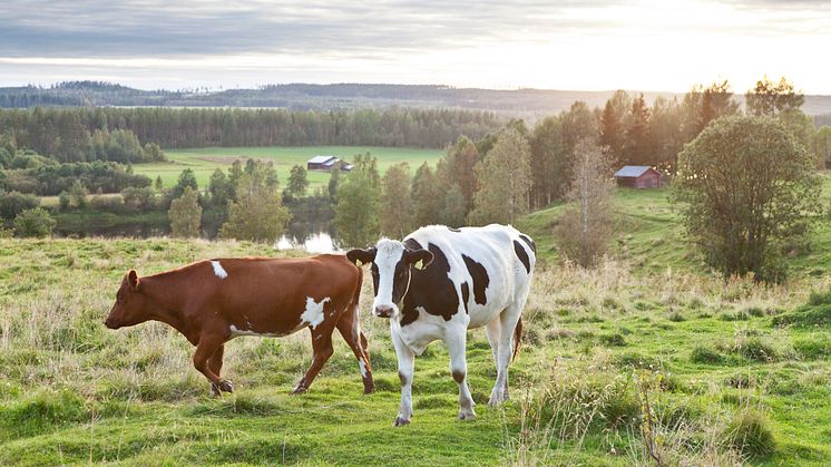 Det nationella stödet går att söka i Norrbotten, Västerbotten, Jämtland, Västernorrland och i delar av Gävleborg, Dalarna och Värmland. Merparten går till mjölkproduktion och statistiken visar att produktionen sakta ökar. Foto: Jörgen Wiklund