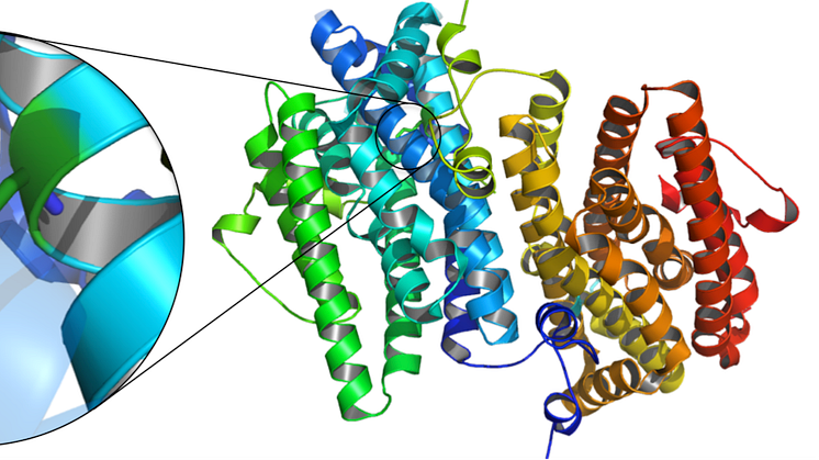 En aminosyra som modifierats till en DOPA-radikal ersätter metaller i RNR från Mykoplasma. Illustration: Hugo Lebrette