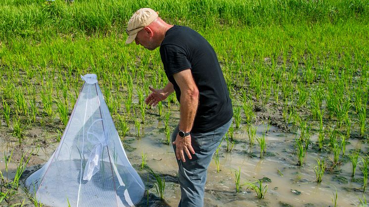 Dr Bart Knols counting mosquitoes