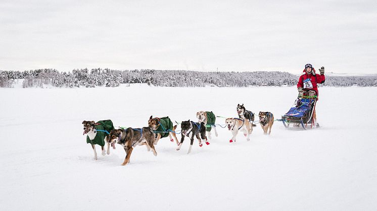 Framgång för kosttillskottet ”Aktiv hund” inom hundsporter - Octean storsatsar på produkten