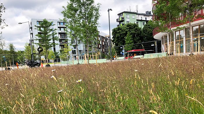 Äng anlagd med färdiga ängsmattor i Norra djurgårdsstaden, Stockholm