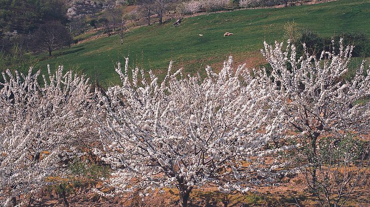 De blomstrende kirsebærtræer i Valle del Jerte, Extremadura