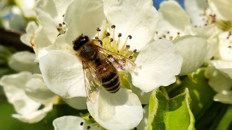 Pollinerande Insekt Rosendals Trädgården Royal Djurgården